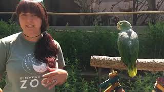 Zoo School Live! - 5.26.20 - Sun Conures