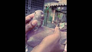 Blue Eyes Chotiyal Madrasi #viralpigeons #viralshorts #pigeons_for_sale