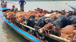 Cow Unloading  | Cow Videos | Big Cow | Cow video 2023 | Goru Hamba | Qurbani Eid collection 2023