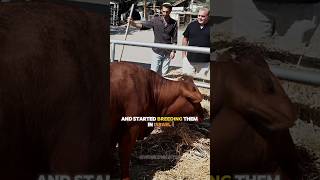 Israel Sacrificing Red Heifer In April | Arrival Of Dajjal #islam #shortsfeed #trending #shorts