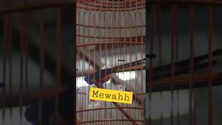 mewahh!! #hokkichannel #bird #beautifulbird