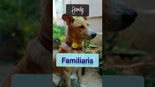 Scientific name of Dog | Dog Taxonomy | Species to Kingdom name of Dog | Vinitha | VE