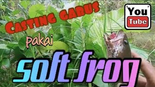 casting gabus menggunakan soft frog di rawa dalam hutan