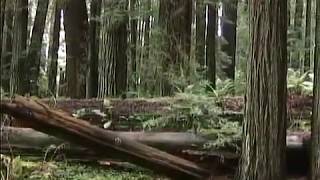 Travel California Redwoods 2015 in the Toyota RAV4 from Sport Truck Connection Archive road tests