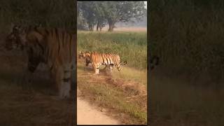 Tiger | Tiger 3 /Tiger sighting  16/10/2023 #nationalpark #tigerreserve