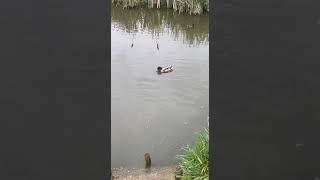 Baby Moorhen reunited with its mom and siblings...#shorts #ducks #lake #moorhens #coots #terrapin