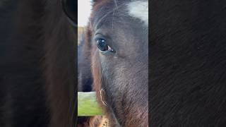 This naive view #farming #horse