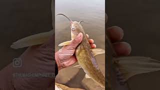 Catfishing a cold front #catfishing #catchingfish