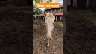 Жеребёнок следует за человеком. #лошади #жеребенок #кони #srbia #funny