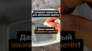 Лучшая таблетка для домашних цветов. Даже чахлый оживает! #сад #огород #цветы #дача