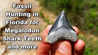 Fossil Hunting in Florida for Megalodon Shark Teeth | A Prehistoric Treasure Hunt