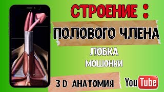 Строение ПОЛОВОГО ЧЛЕНА - мужская половая система