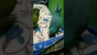 monk parrot#birds #vlog #cute #cute #parrot vlogs my YouTube channel subscrabe🙏🙏