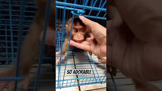 adorable baby monkey #monkey #monkeyswimming #animals #monkeytime #funny #babymonky #monkeyplay