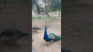 Bahria Town Karachi DanZoo #kids #kidssong #zoo #bahriatown