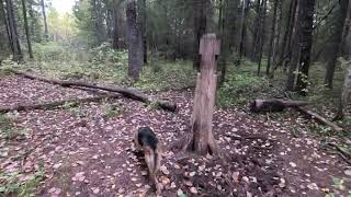 20.09.24.охота с русской гончей на зайца , один из двух.