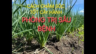 CÁCH CHĂM SÓC CÂY HÀNH TỐT VÀ NGỪA SÂU BỆNH