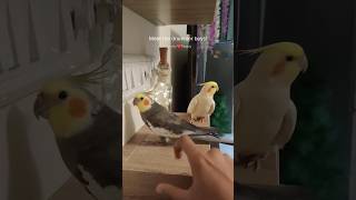 Our cockatiel birds performing arts❤️🤩 #shorts #short #shortvideo