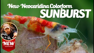 New Colorform Neocaridina - Sunburst