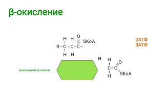 β-окисление жирных кислот