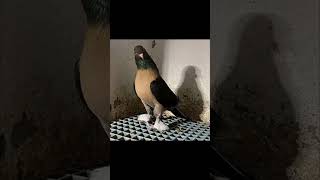 Beautiful Videos Desi Kabootar Muzaffarnagar | Black beautiful pigeon very nice Desi Kabootar MZN