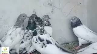 Sialkoti Kabootar | Aqeel Pigeon Master | Allah Pak Naseeb Karin