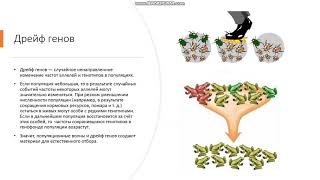 9-11 класс Видообразование или микроэволюция Эволюционные факторы Понятие о микроэволюции