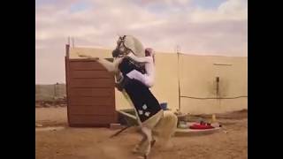 عسف الخيل او حرارة الخيل العربي