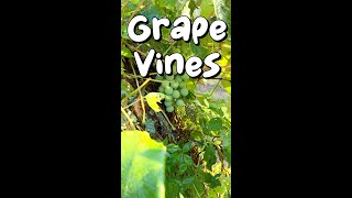 Watering The Grape Vines - #shorts