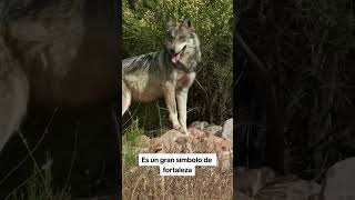 #shorts Hermoso lobo mexicano 🐺