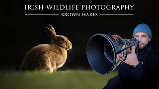 Brown Hare - Irish Wildlife Photography / Nikon Z6 II