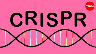 How CRISPR lets you edit DNA - Andrea M. Henle