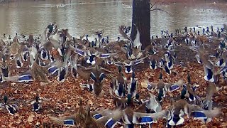 TIMBER MALLARDS THICK, BIG BUCKS SHARE ISLAND WITH GREEN HEADS AFTER FLOOD, EAGLES, COYOTES HUNT