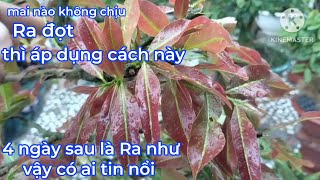 chăm mai mới ghép,mai phôi.mai không chịu Ra đọt.tưới thứ này vô 4 ngày sau Ra đọt liền