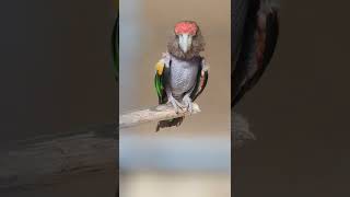 Cute Parrot #parrot #parrotlover #parrots #birds #parrotvideo #zoo #birdlovers