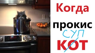 Приколы! КОТ ПРОКИС! Смешные видео от Доми шоу! Мемы анимация