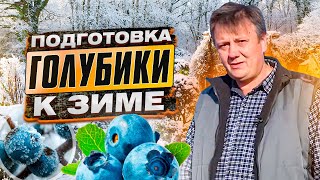 ГОЛУБИКА. Как подготовить голубику к зиме? Ответы на ВАШИ вопросы от Олега Вагина Ч.3.