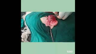 Urinary bladder stone removal surgery in dog