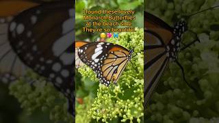 🦋😍🦋Monarch Butterflies at the beach side!💖🦋🦋🦋 #beachcombing #beach #butterflies #monarch