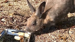 What would happen if you gave cookies to wild rabbits?