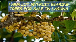 #107 HOLD - FARM LOT W/FRUIT BEARING TREES for Sale in Laguna Philippines