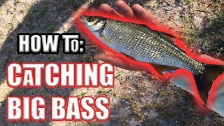 HOW TO Catch BIG BASS on BIG BAITS in TINY PONDS