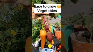 गमले में आसानी से उगाए गाजर/ बीट root  #shorts #garden #organic