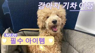 Travel with a puppy- essentials/강아지여행 준비