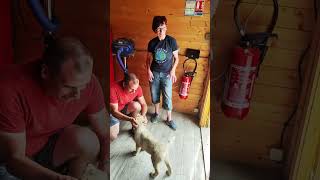 live en direct d'un élevage de chiots avec une femme en or