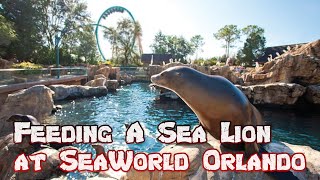 Feeding A Sea Lion at Pacific Point Preserve (Sea World Theme Park - Orlando, FL) - POV of Lunch