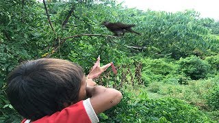 Amazing Slingshot Traditional-Boy Shot Many Birds In His Village