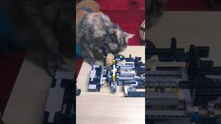 Cat and lego i all love it