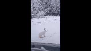 Красивый заяц провожает до Плесецка