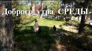 Доброе утро, среда. Пожелания доброго утра